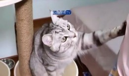 猫咪爆料合集视频大全下载,萌宠瞬间，笑料横生