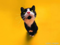 娱乐吃瓜君猫生气歌,萌宠音乐新潮流