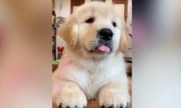 猫咪爆料合集视频大全下载,萌宠瞬间，笑料横生