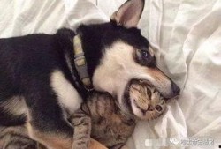 猫咪爆料合集视频大全下载,萌宠瞬间，笑料横生