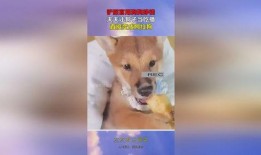 网红狗子吃瓜,萌态十足引网友热议