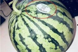 网红吃瓜墙,揭秘娱乐圈幕后真相