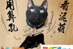 黑猫网红爆料视频大全下载,揭秘网络红人幕后真相