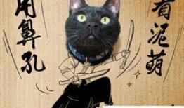 黑猫网红爆料视频大全下载,揭秘网络红人幕后真相