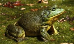 养殖牛蛙爆料方法大全视频,全方位爆料养殖技巧与经验分享